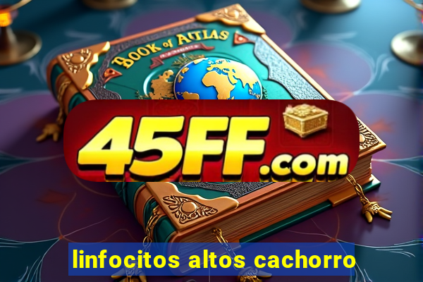 linfocitos altos cachorro